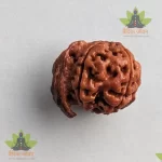 Ganesh Rudraksha 5 Mukhi Nepal Bead( गणेश रुद्राक्ष मनका)