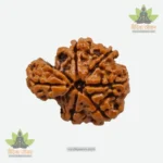 1 Mukhi Sawaar Rudraksha Bead Nepali