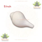 White Natural Vaamvarti Blowing Shankh - 5 Inch (Fresh Grade) Conch Shell