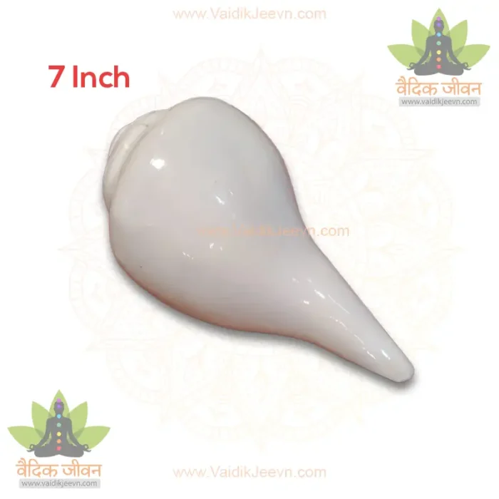 White Natural Vaamvarti Blowing Shankh - 7 Inch (Fresh Grade) Conch Shell - Image 1