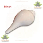 White Natural Vaamvarti Blowing Shankh - 8 Inch (Fresh Grade) Conch Shell