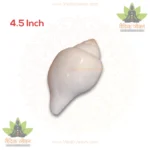 White Natural Vaamvarti Non-Blowing Shankh - 4 Inch (Fresh Grade) Conch Shell