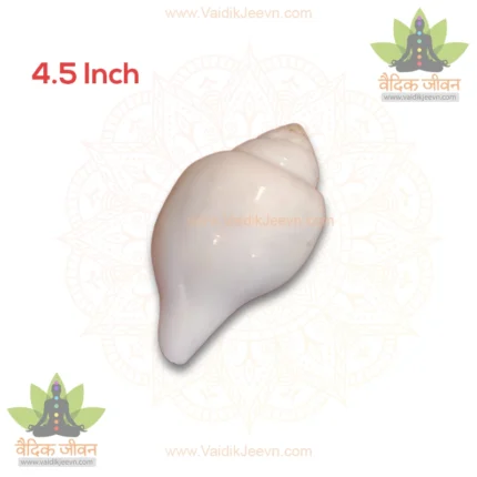 White Natural Vaamvarti Non-Blowing Shankh - 4 Inch (Fresh Grade) Conch Shell